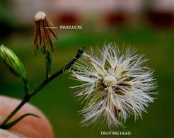   Infructescence (Fruiting Head) with deflexed involucres